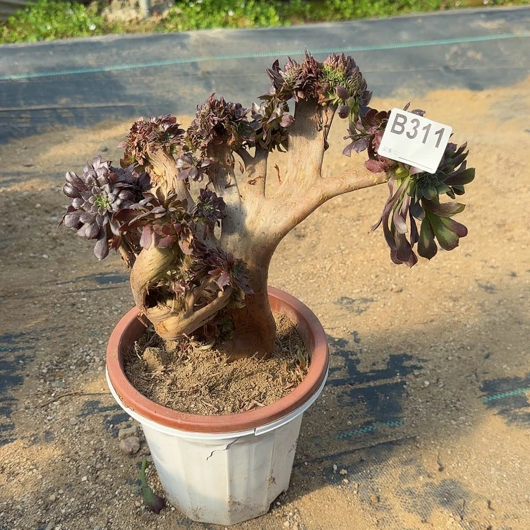 311铜壶一颗有伤满28包邮