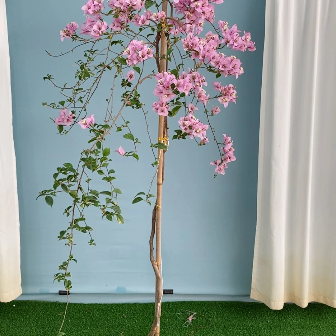 【闪购商品】花卉5313苹果花纸箱顺丰