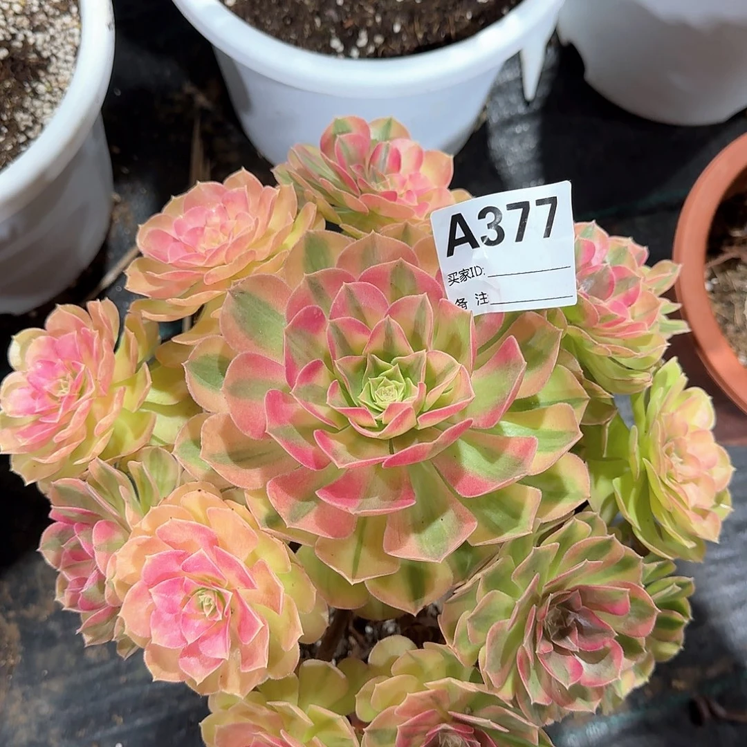 雨荷多肉法师aaa377