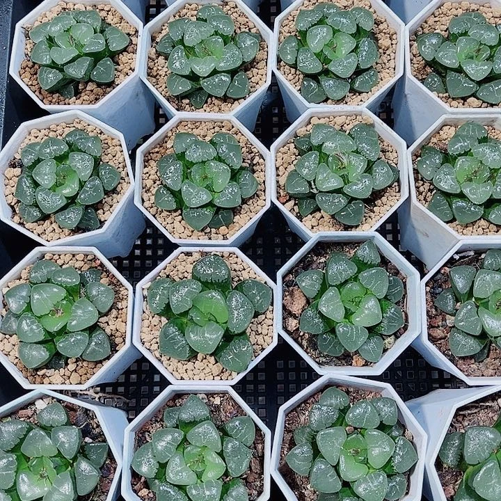 母本姬翠寿精品十二卷