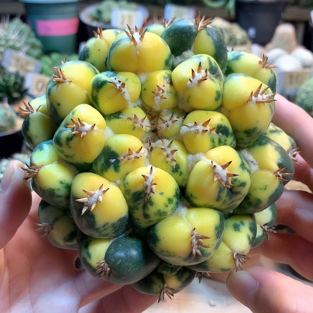 大獠牙锦没根