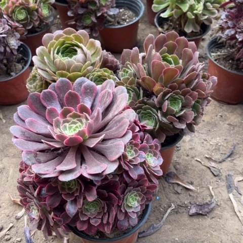 568多肉植物组合