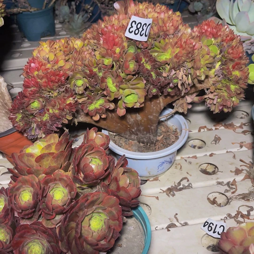 玫瑰法师7–29包邮