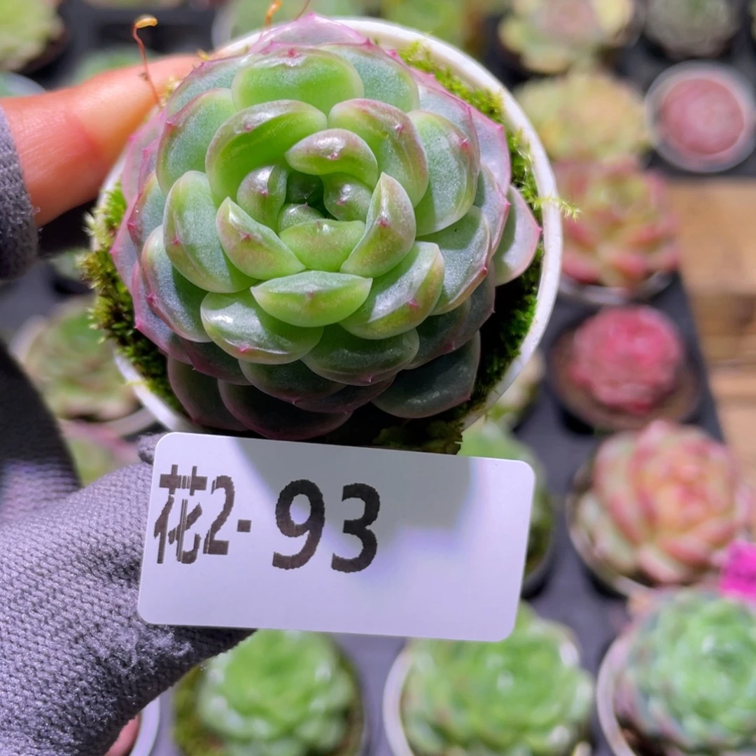 花利美  2-93调色盘