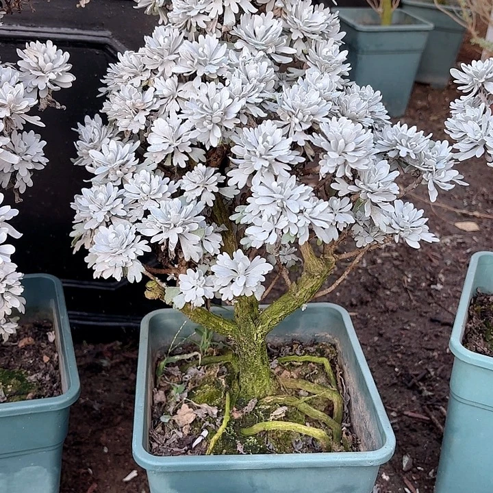 皮***师无花朵带土球发货