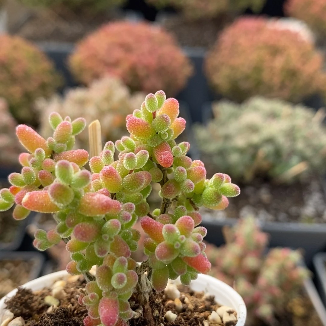 金橘糖球6998枝干番杏