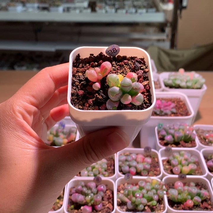 五十铃玉锦成株2个