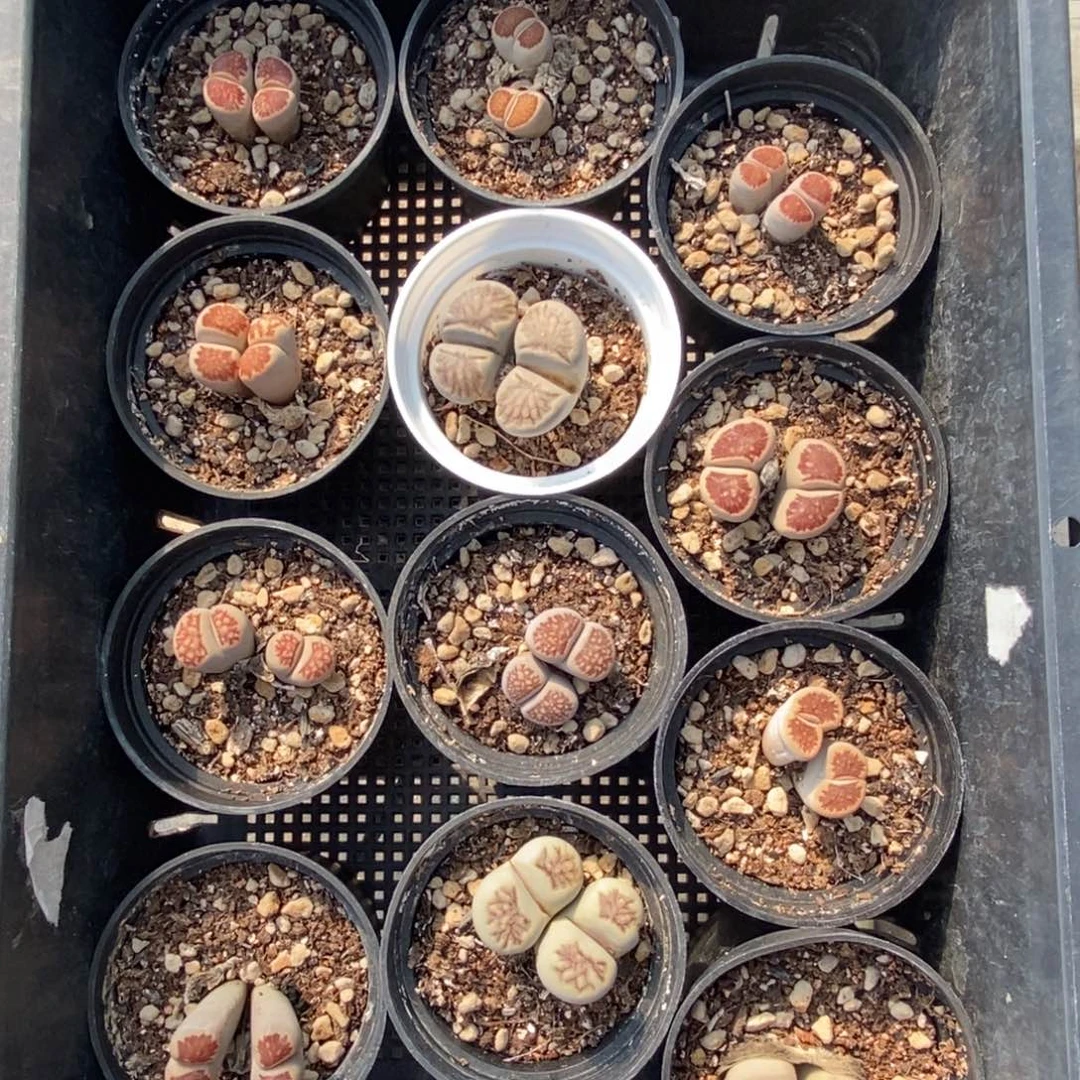 4553 瑕疵菊文章带盆土不售后
