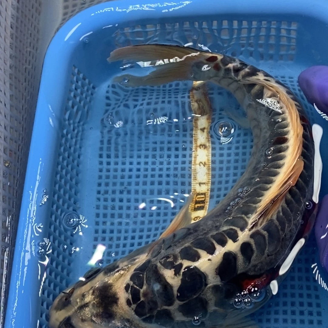 锦鲤冷水锦鲤包邮