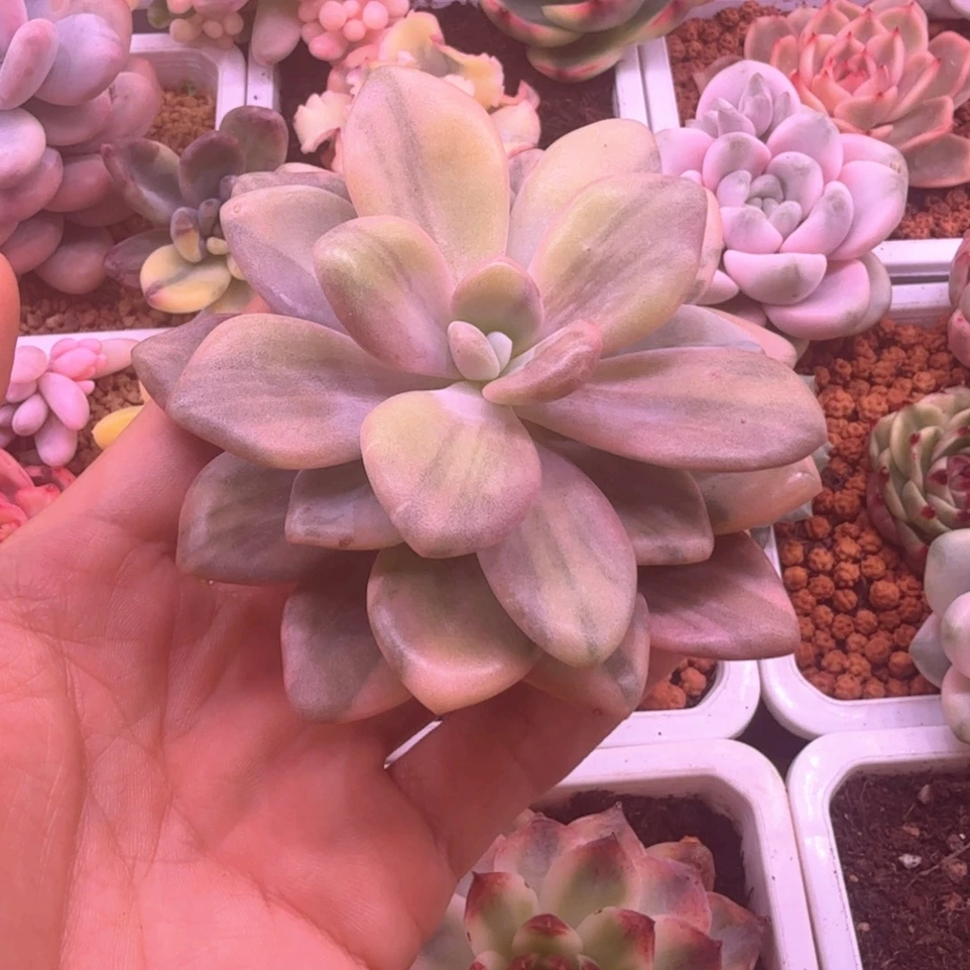 粉兔锦 多肉植物锦