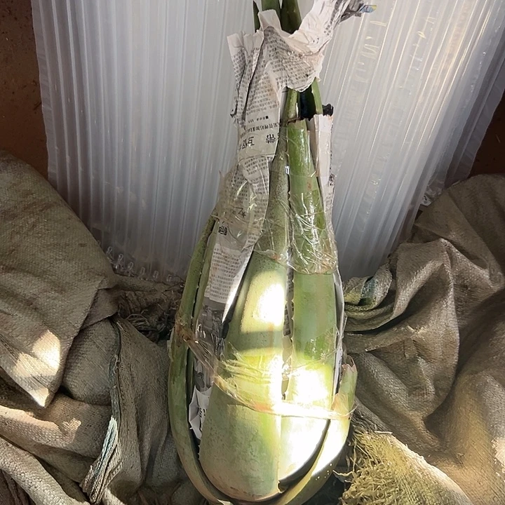 无花朵整颗10斤重库拉索