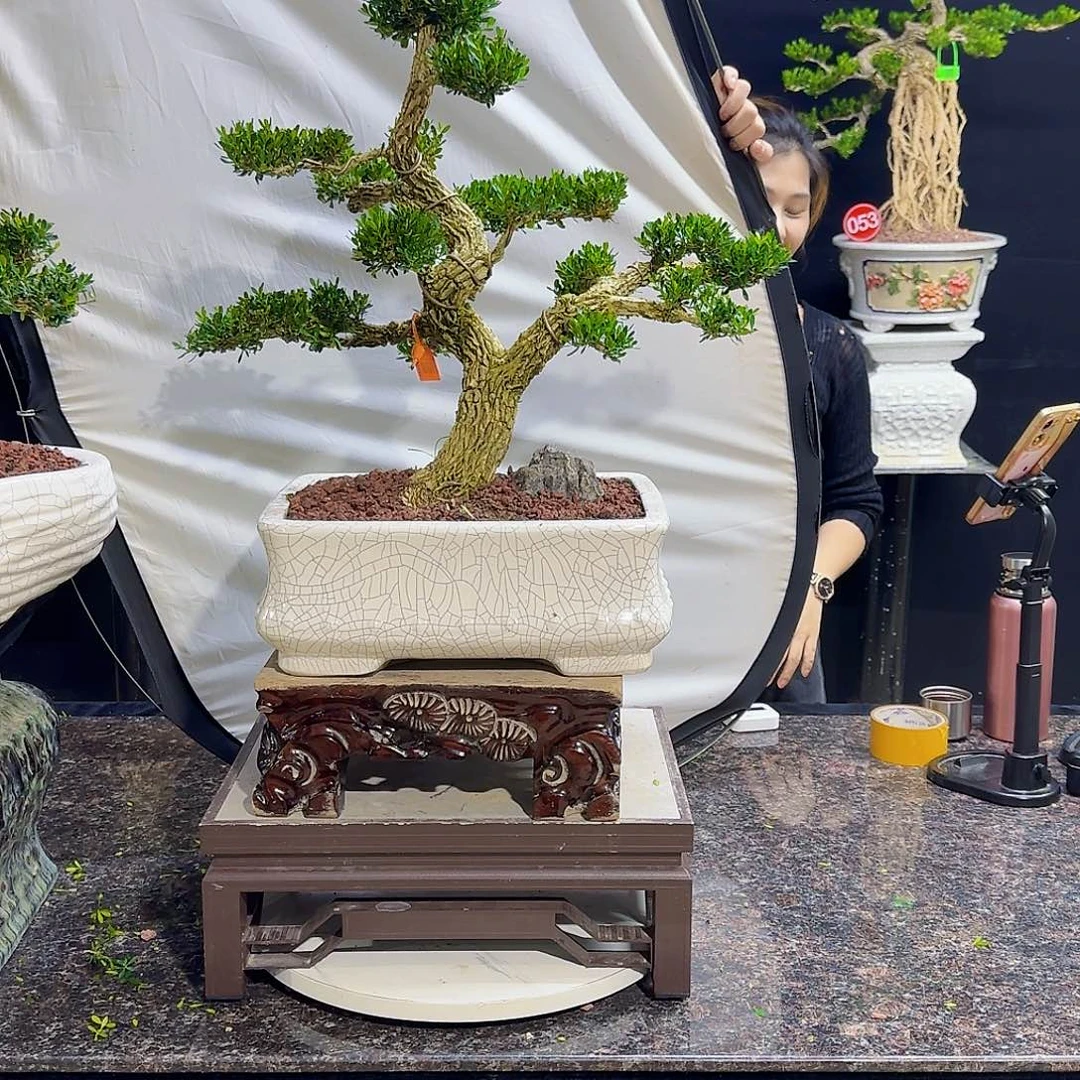 无花朵*️****高端黄杨盆景艺术