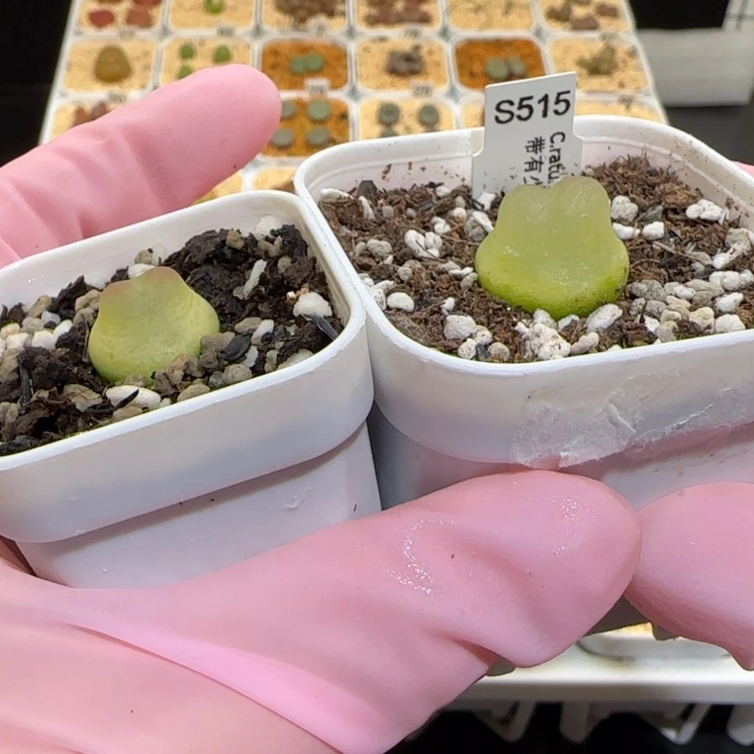 蒙***怪肉锥多肉植物百科25-567