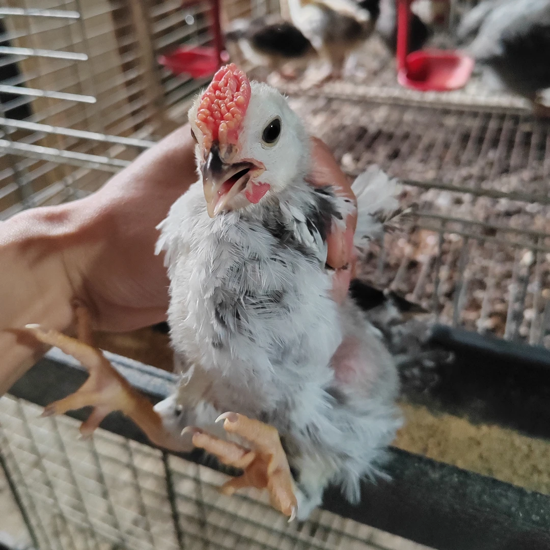 宠物鹊山长尾鸡五颜六色