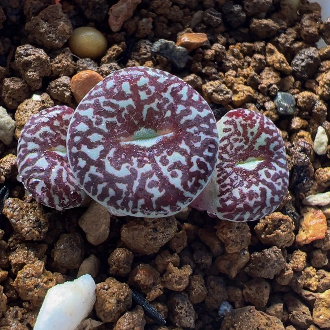 552多肉植物种类多样