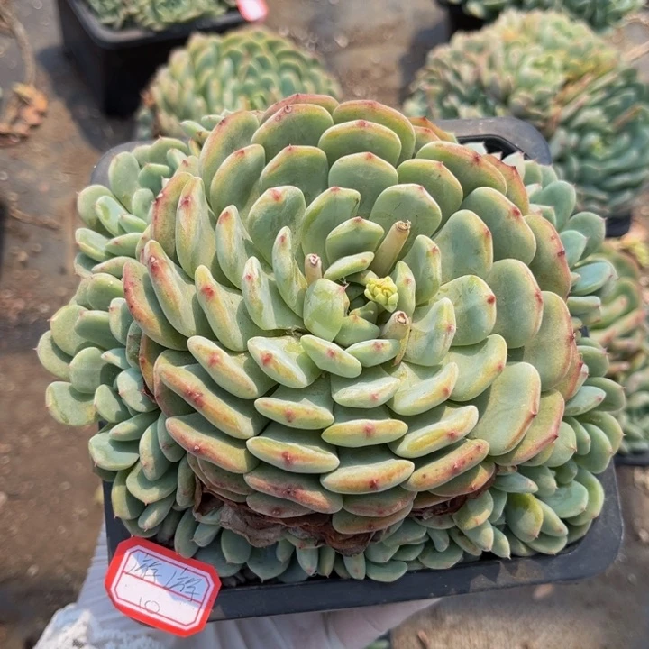 游*白胖子140盆一颗