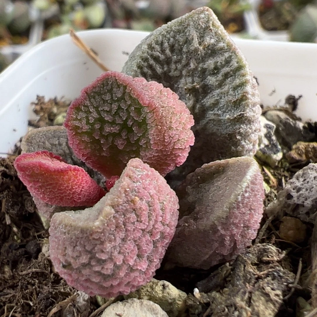 实生新品气泡纹实生大苗