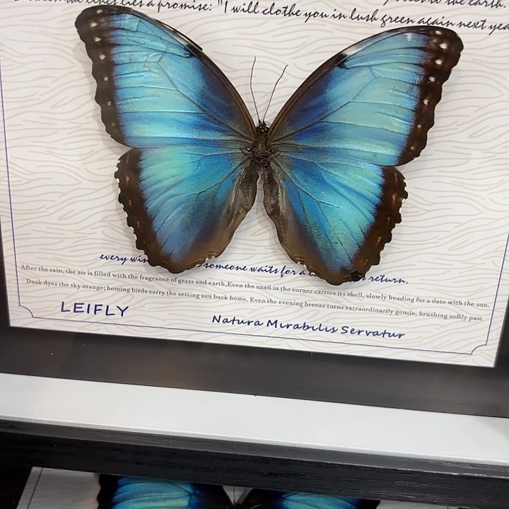 蝴蝶标本定制版191