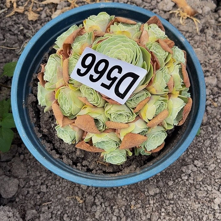 玫瑰玫瑰28//-6包邮