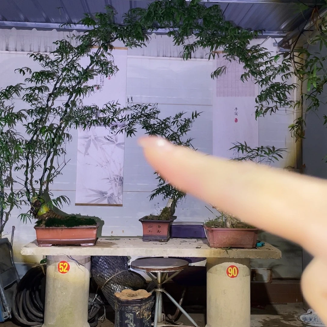 猴***哥无花朵小叶簕竹熟桩陶瓷盆一物一拍