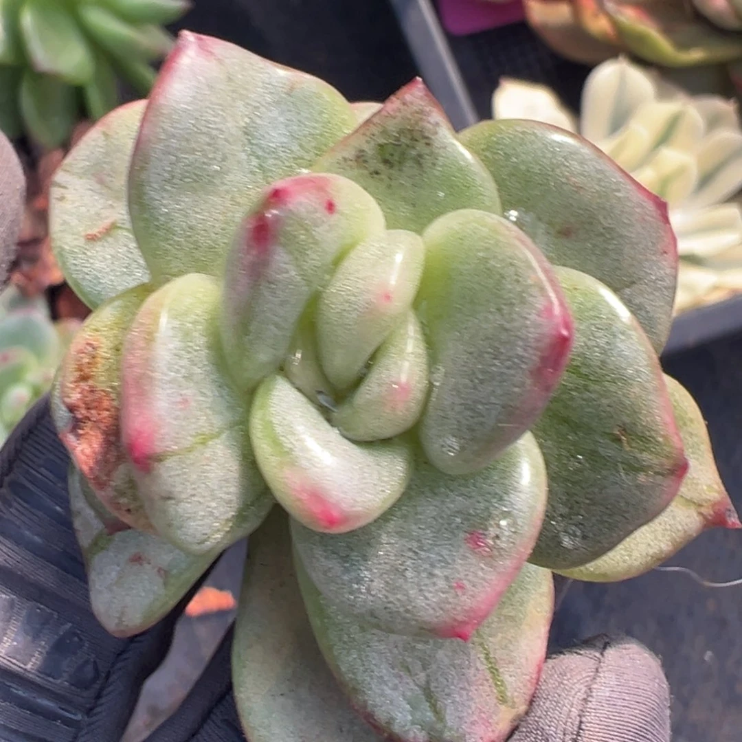 梅***籽东云锦，覆轮锦多肉植物