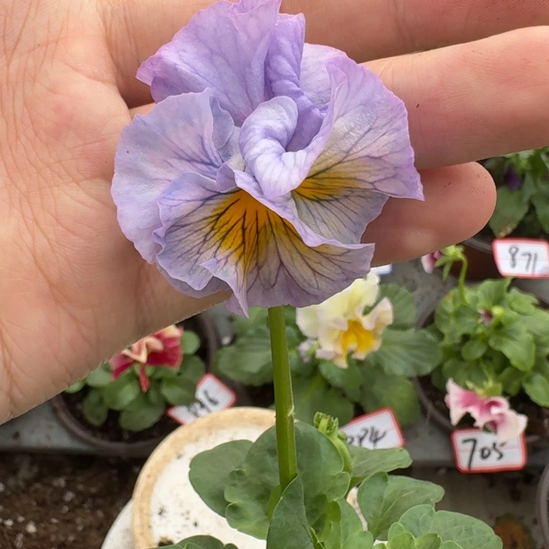 大部分花苞少量开放825