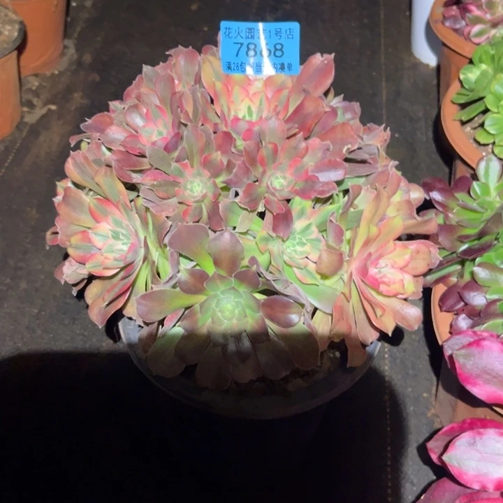 烈****?女巫拉丝彩7868多肉植物