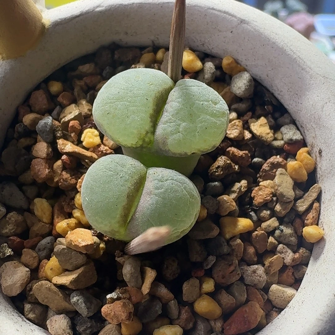 62号双头粉女一物一拍1.2 1.5