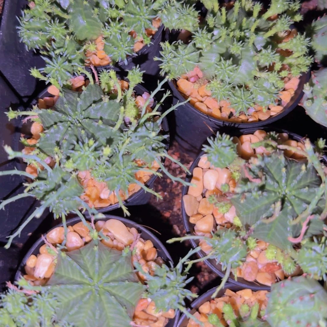 块根植物块根植物