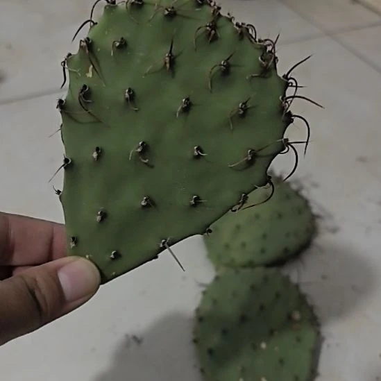 仙人掌侧芽仙人掌侧芽
