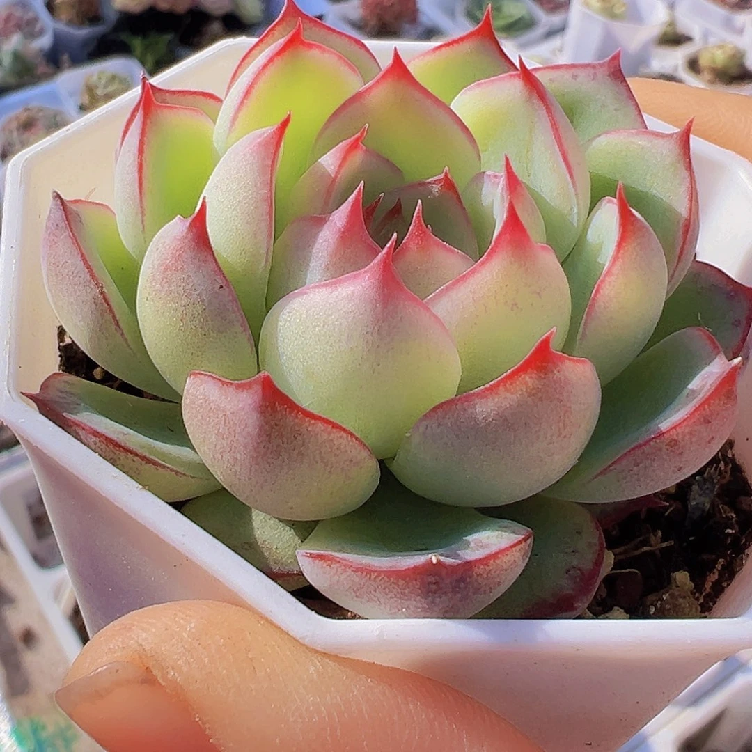 勾魂仙子19包邮包油