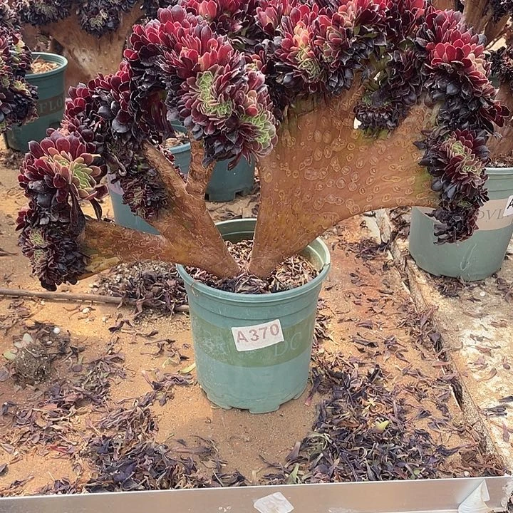 A370欧紫缀化一棵脱土包邮