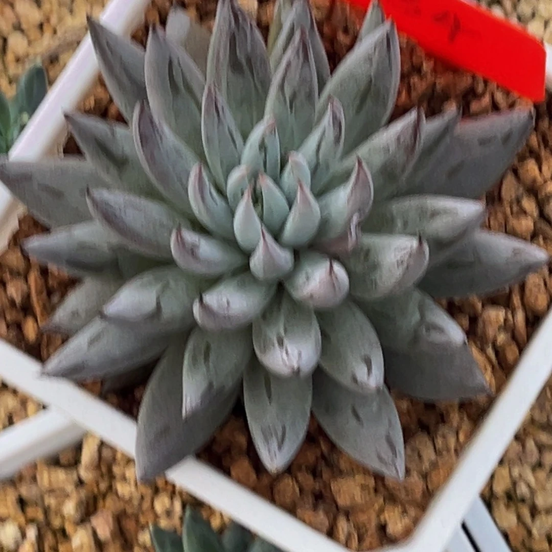 姜**姜2434号下午美人杂交系列群生多肉