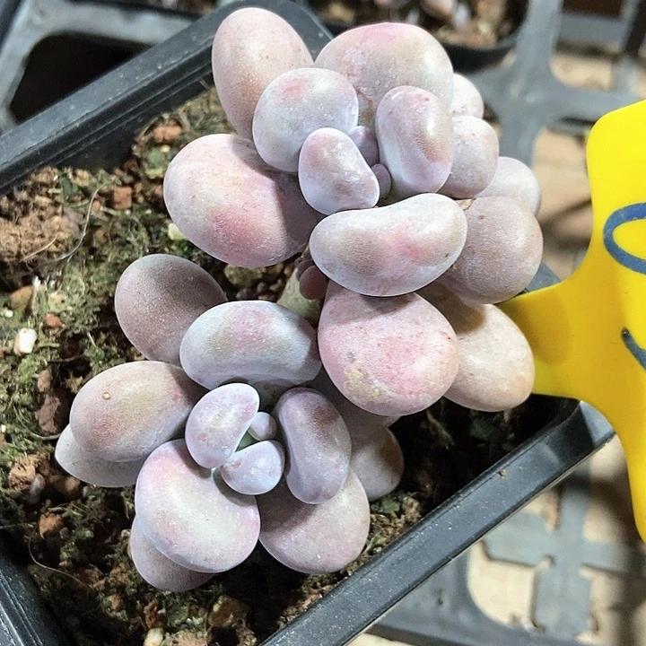 多肉植物630多肉