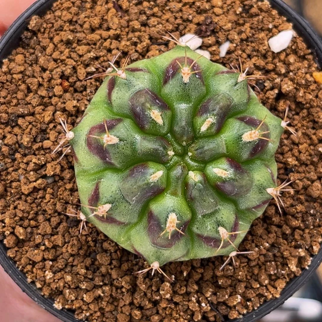 花环A 米哈仙人球