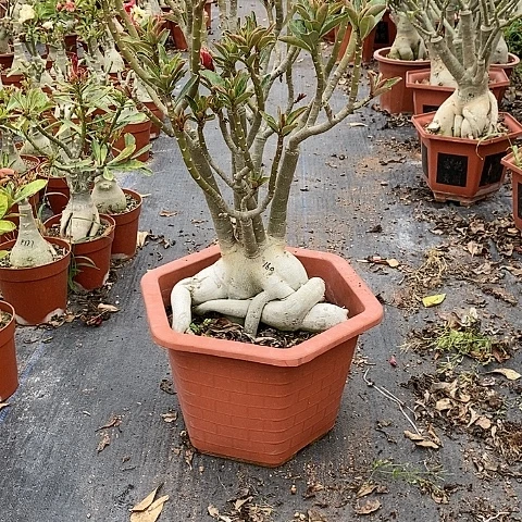 【闪购商品】木*玲绿植