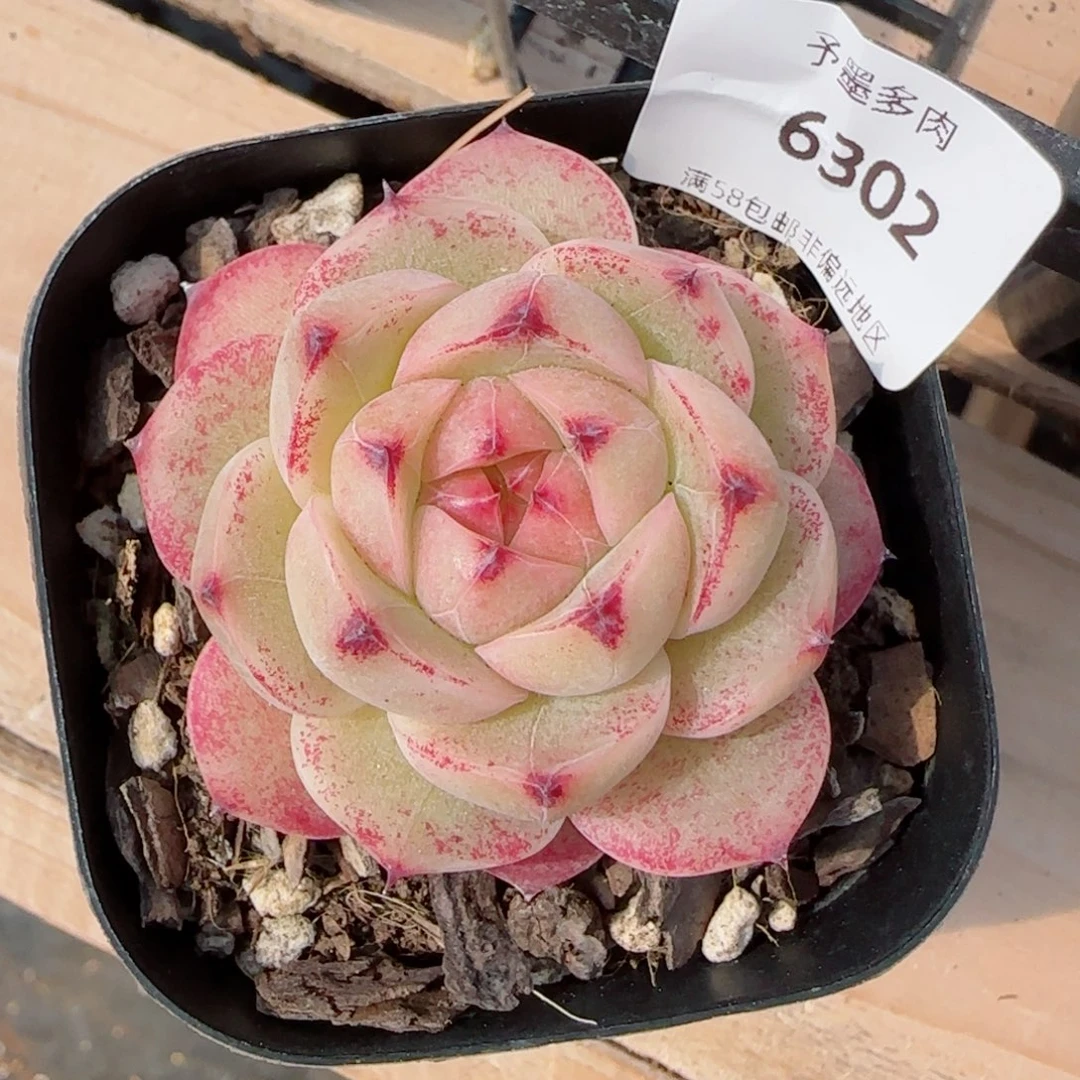 金辉珍妮，6302多肉植物