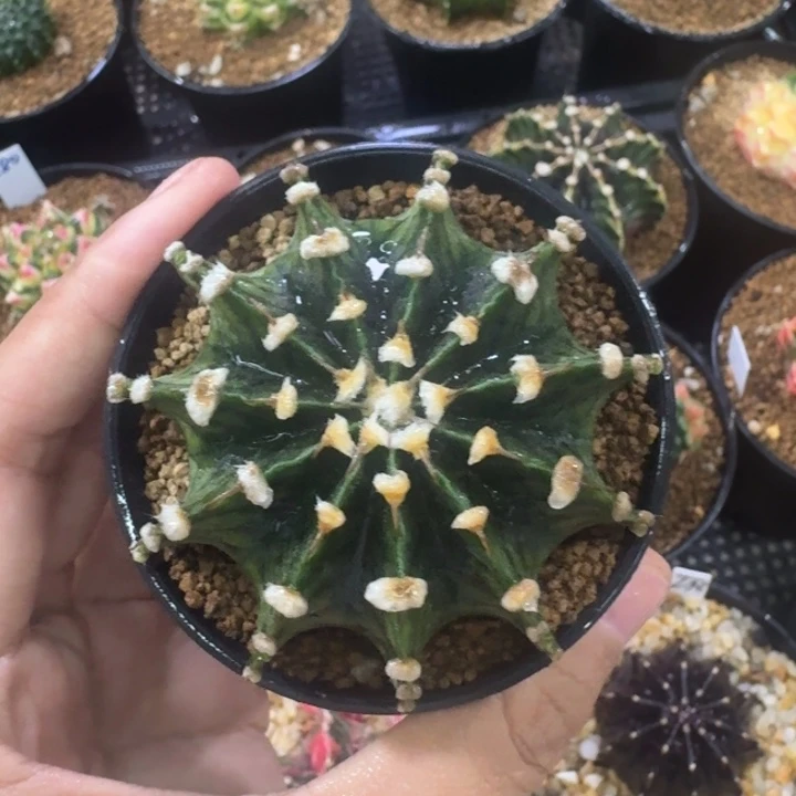 实生连绒米哈福利