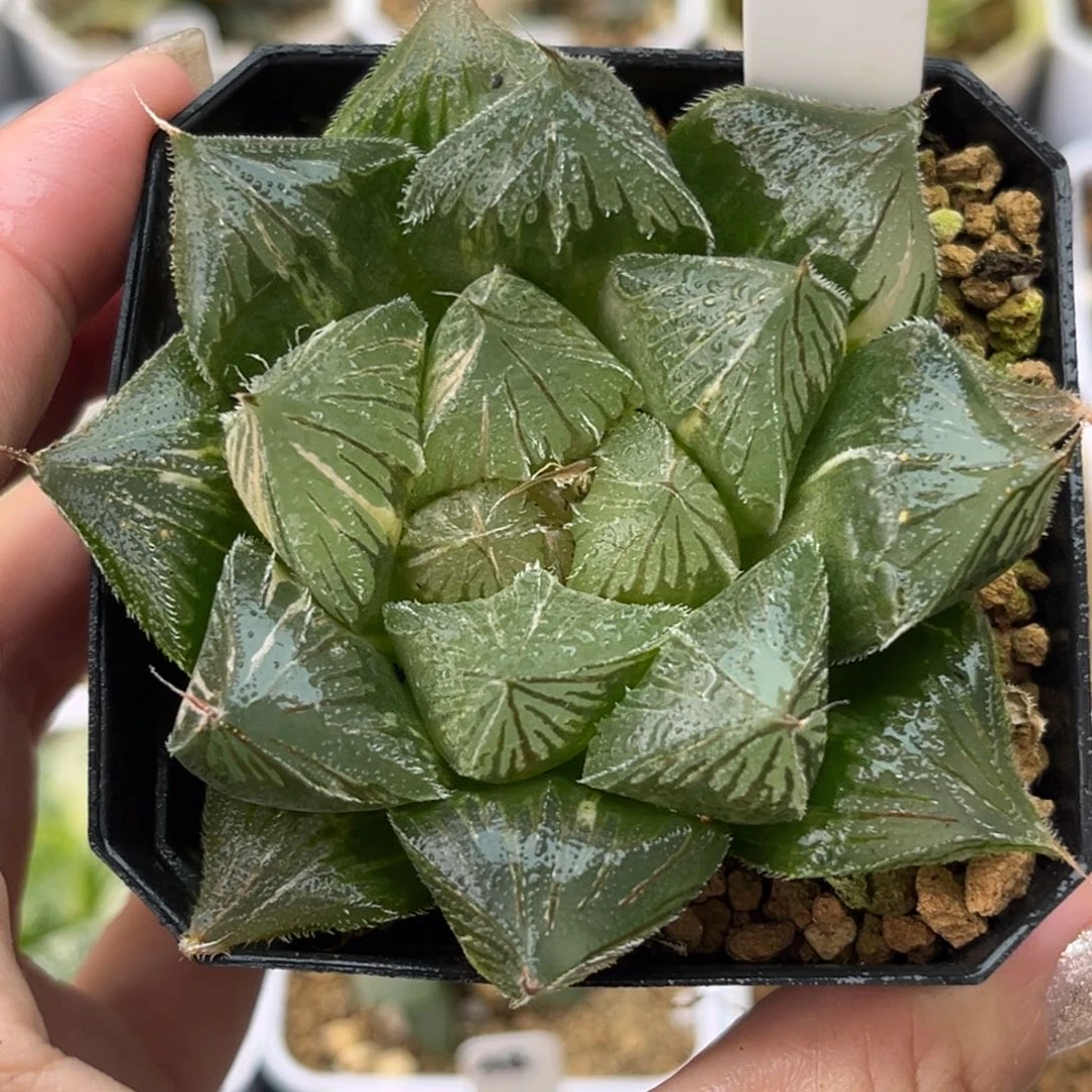 367巨大化毛玉露锦哈哈哈哈