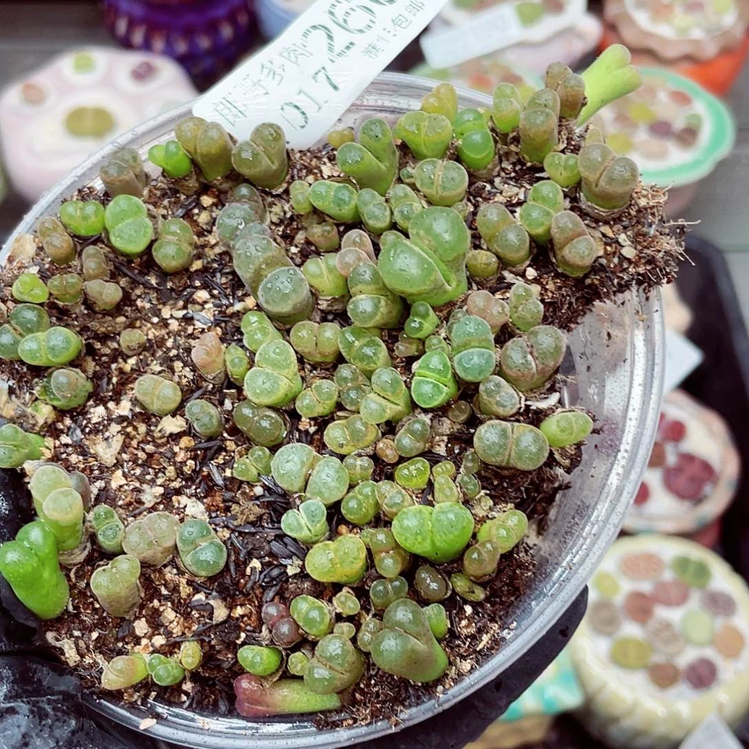 生石花满1 包邮1017-260