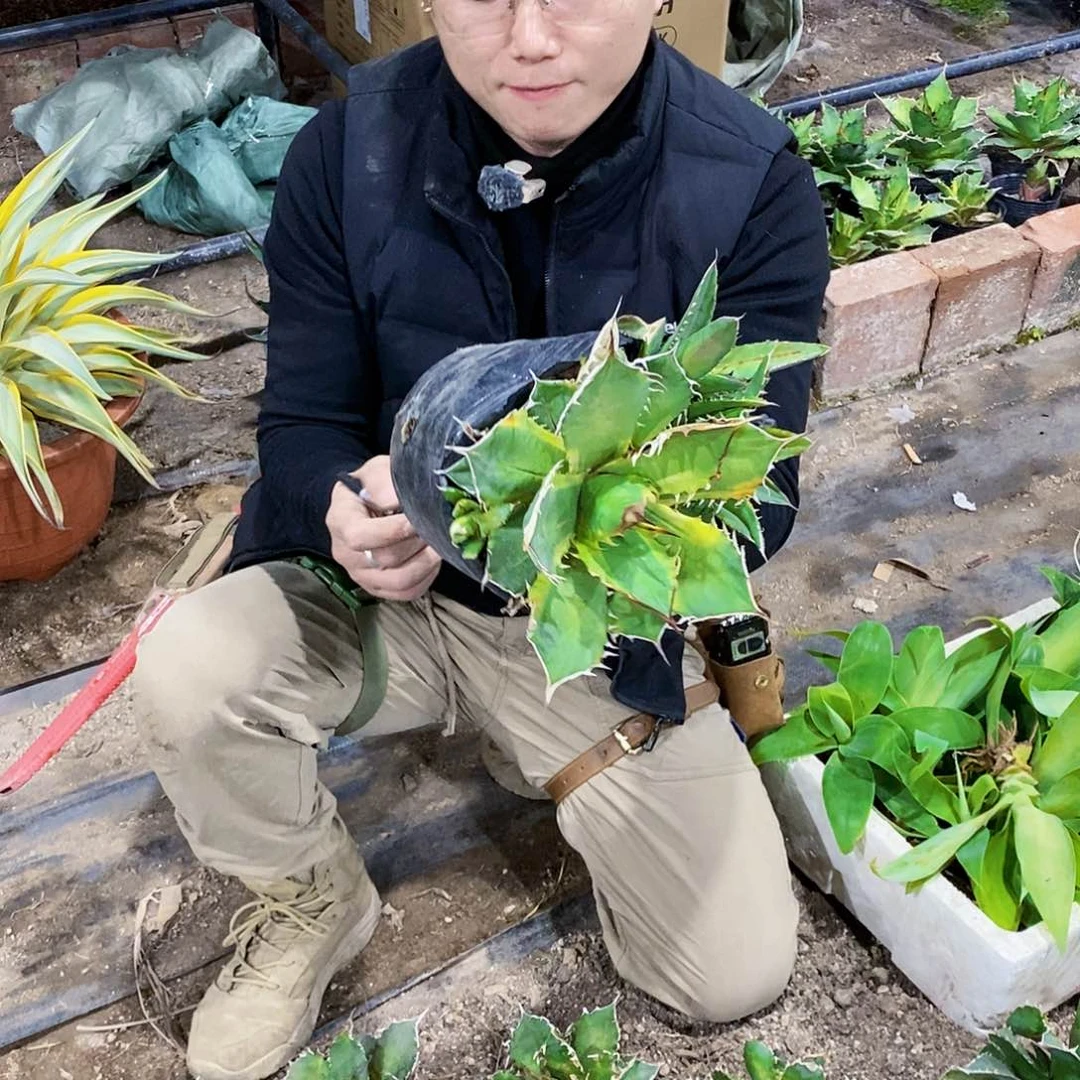 君**兰0966蓝霸王锦一颗