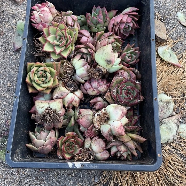 昵***称若如东云组拍A655