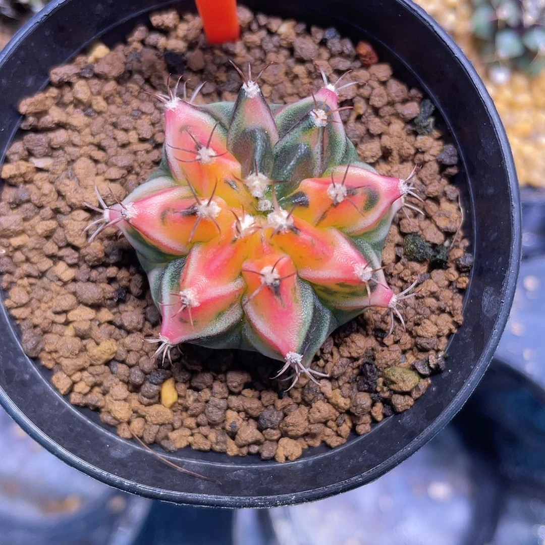 1-193米哈锦3.4厘米