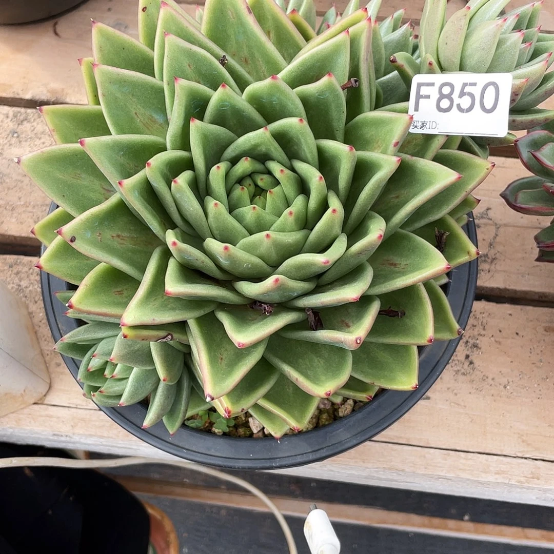 若如东云单拍F850