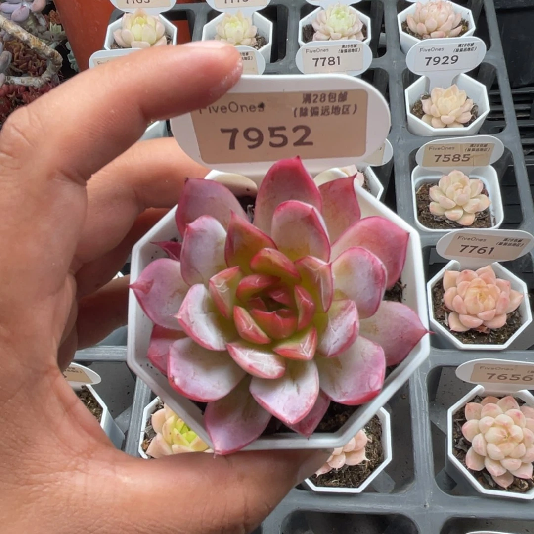 7952西西里5.0厘米