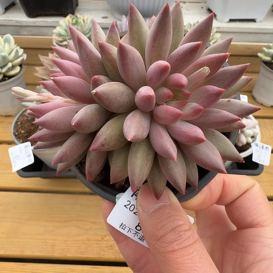 虞美人111111211-85