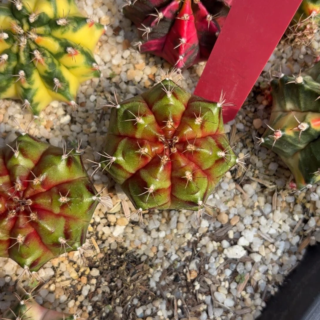 L569-0102泰国发货 火星