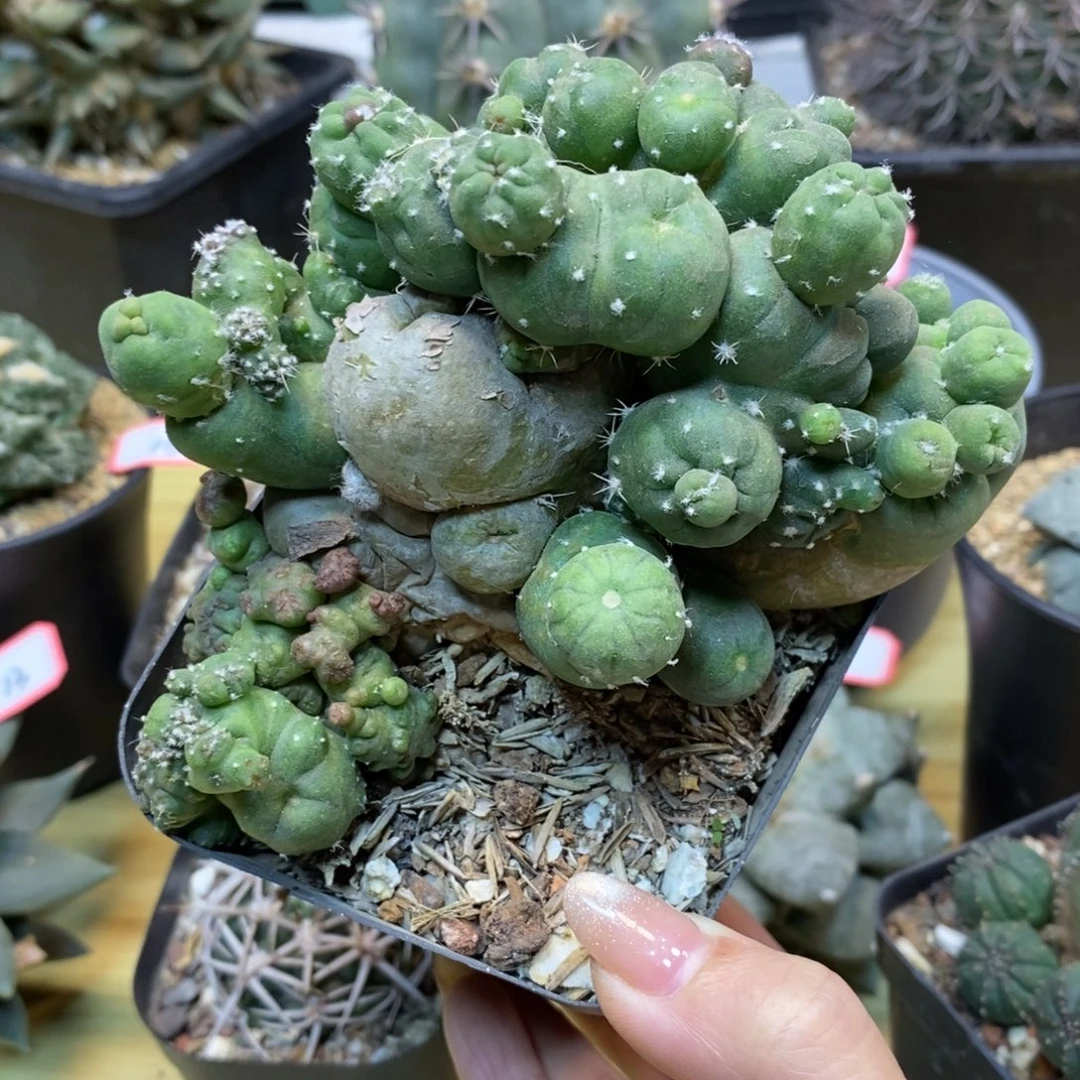 20号 自根 短毛丸石化整体10.5公分