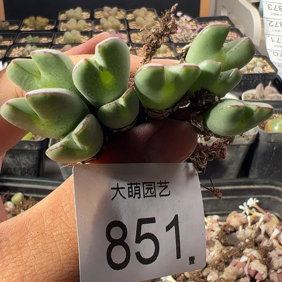 一物一拍。      851
