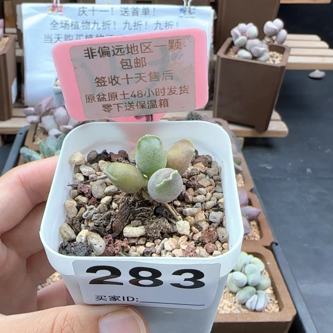 283紫肌海报三代季节锦